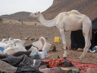 Trek Maroc